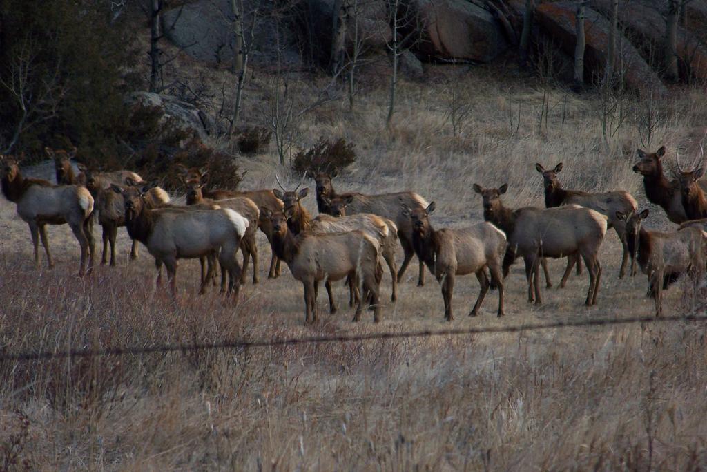 Elk Run Inn Craig Dış mekan fotoğraf